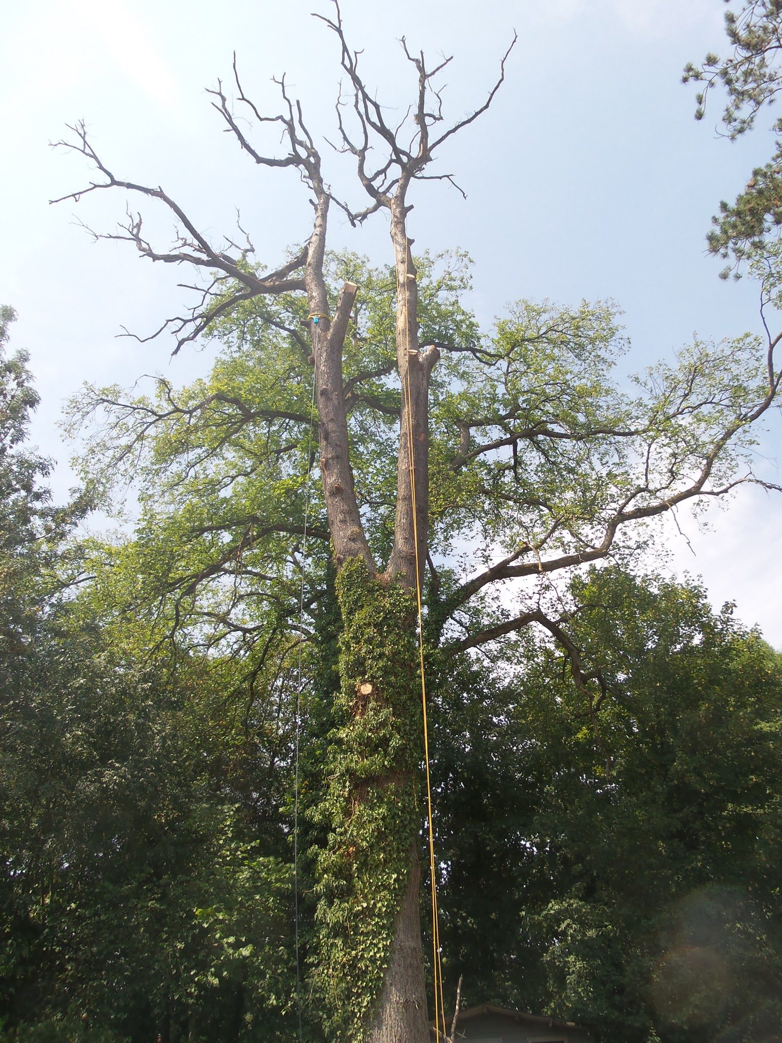 Grand arbre en cours d'élagage, cordes de grimpe tendues jusqu'à la cime